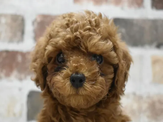 長野県のトイプードル(トイ) (ペッツワン塩尻店/2025年2月20日生まれ/男の子/レッド)の子犬
